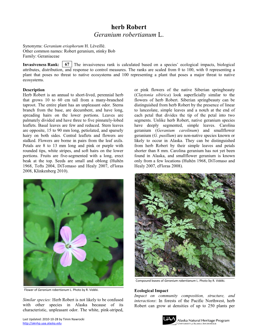 Herb Robert Geranium Robertianum L