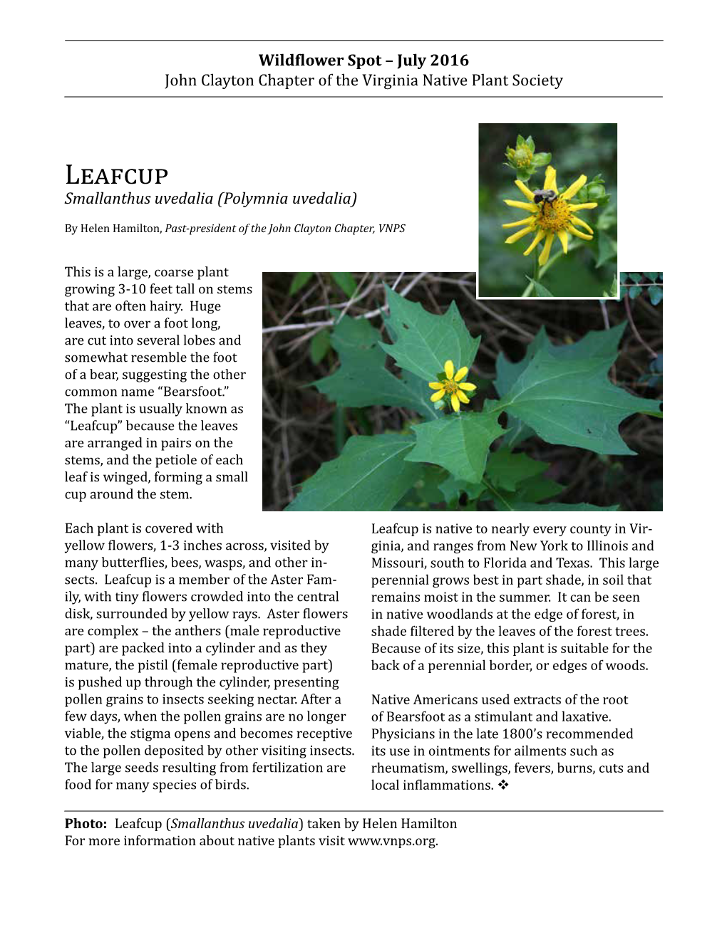 Leafcup July 2016