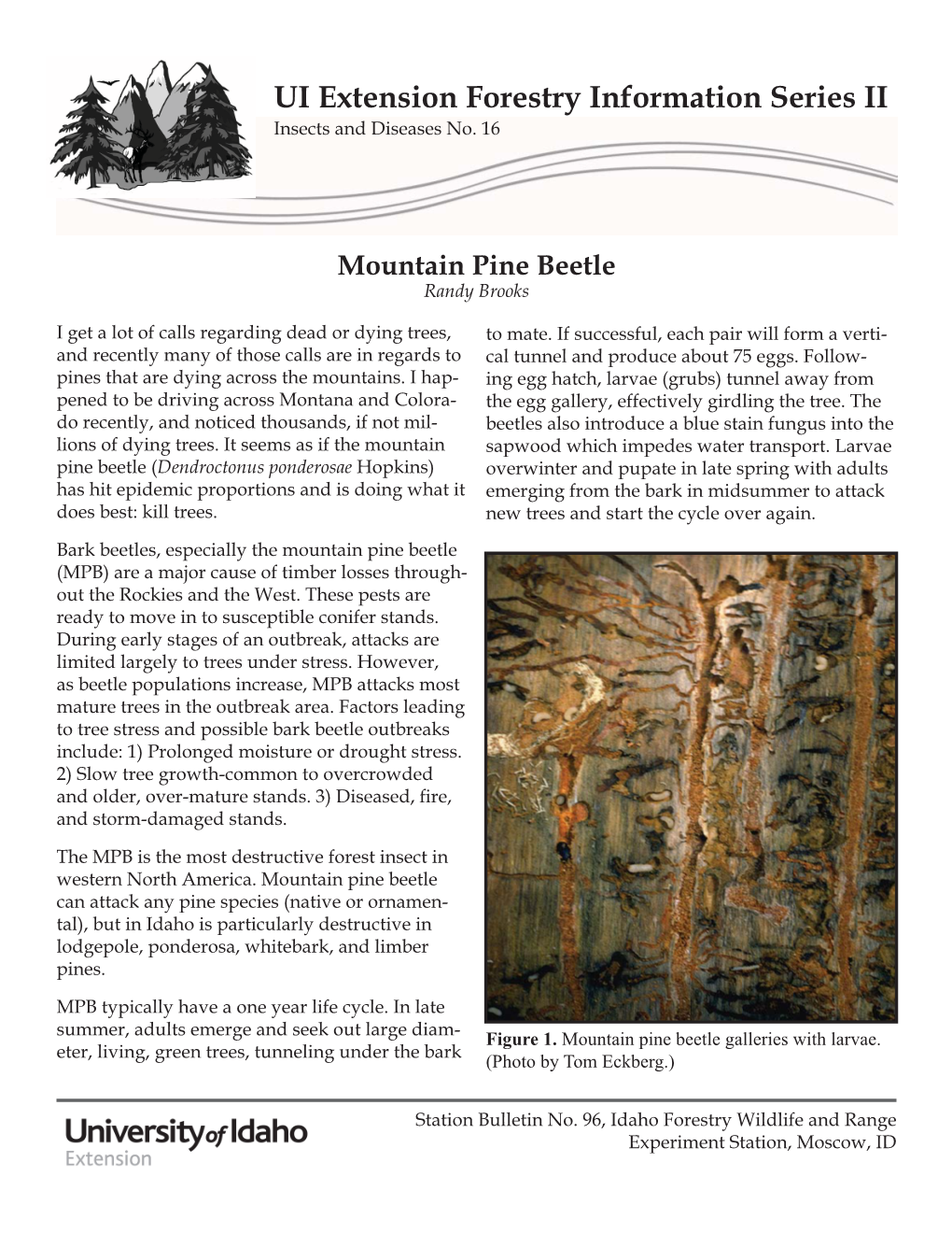 Mountain Pine Beetle (PDF)