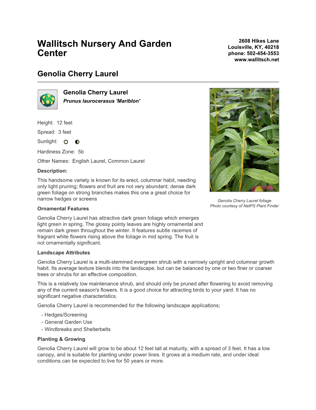 Wallitsch Nursery and Garden Center Genolia Cherry Laurel