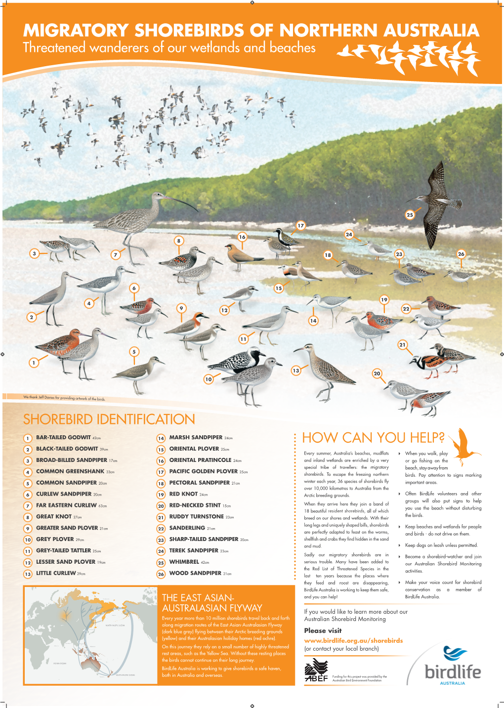 MIGRATORY SHOREBIRDS of NORTHERN AUSTRALIA Threatened Wanderers of Our ...