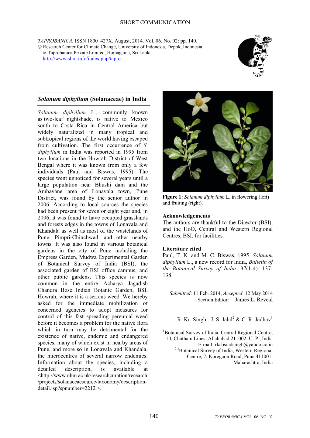140 Solanum Diphyllum (Solanaceae)