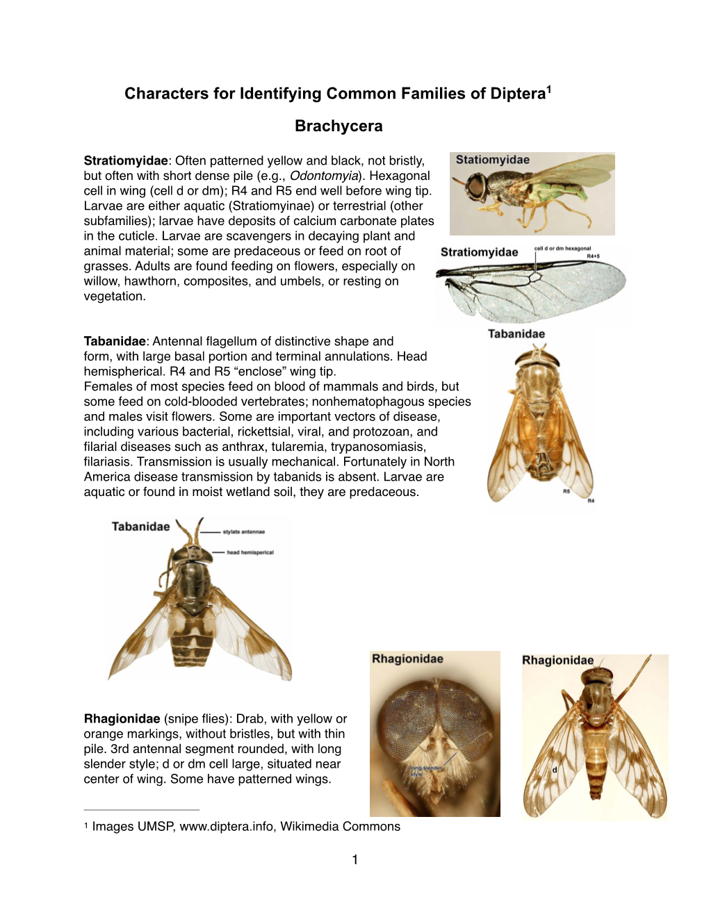 Characters for Identifying Common Families of Diptera 1 Brachycera