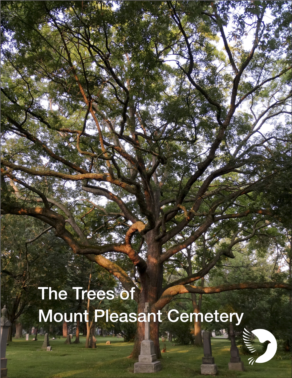 The Trees of Mount Pleasant Cemetery