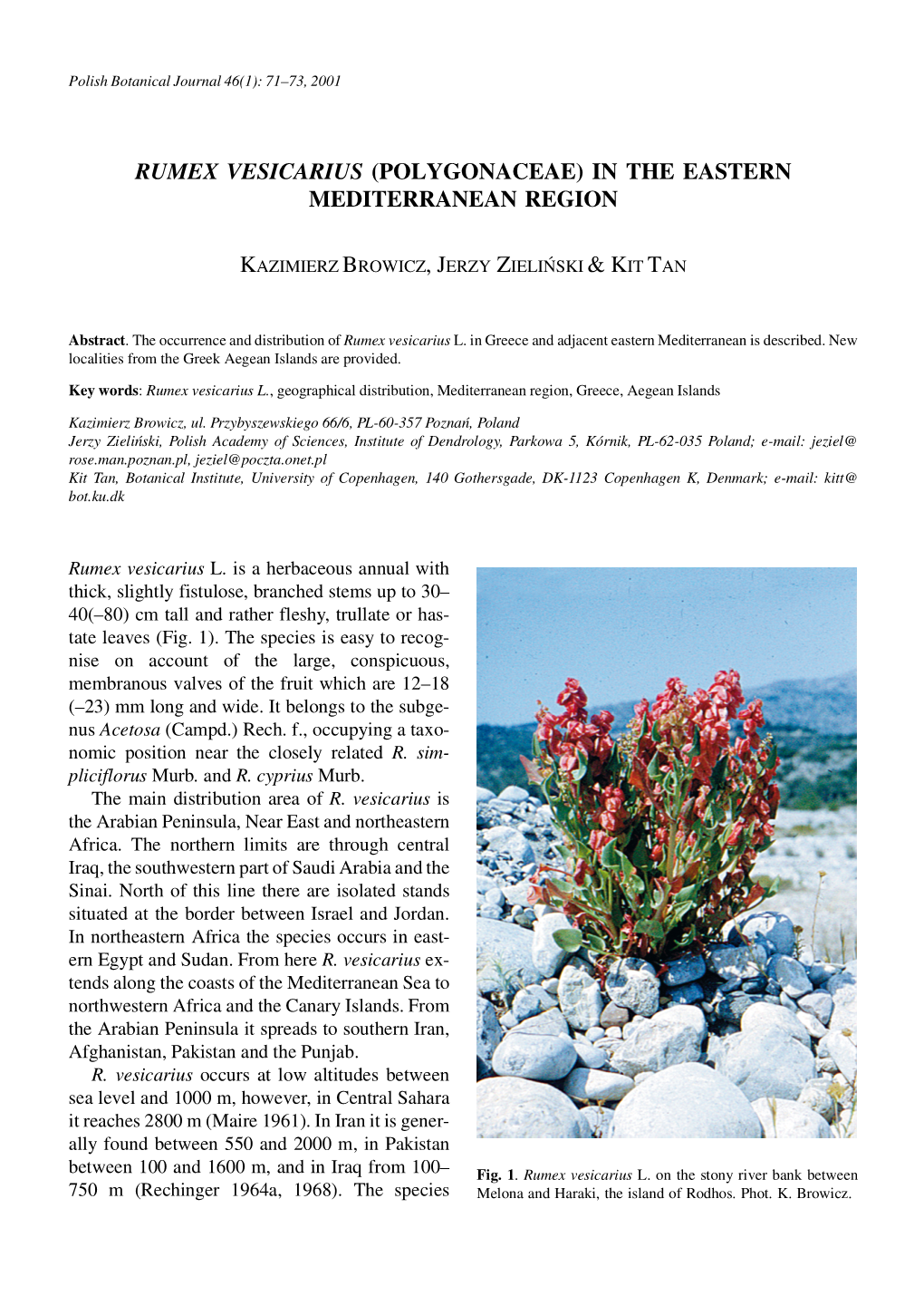 Rumex Vesicarius (Polygonaceae) in the Eastern Mediterranean Region