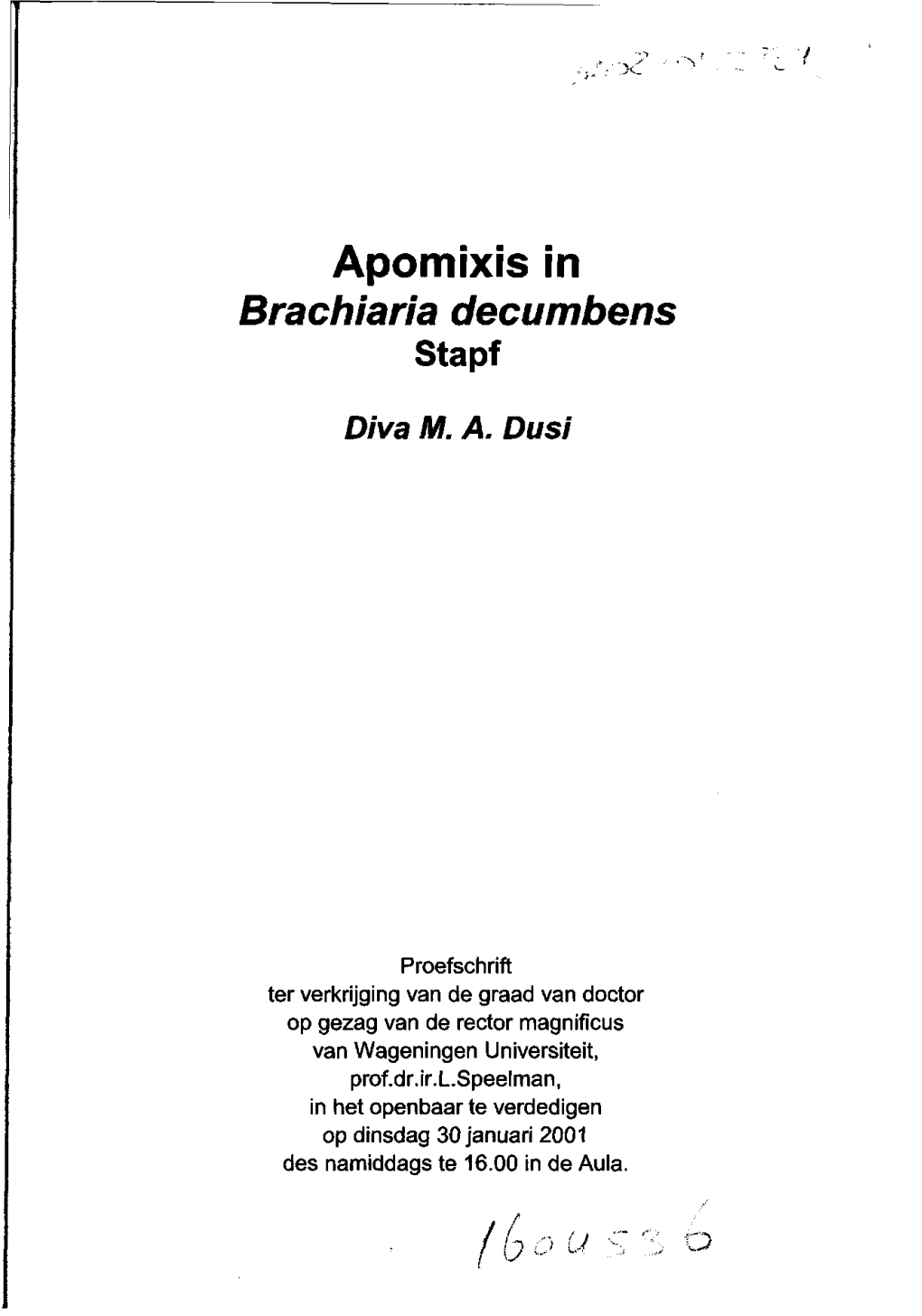 Apomixis in Brachiaria Decumbens Stapf