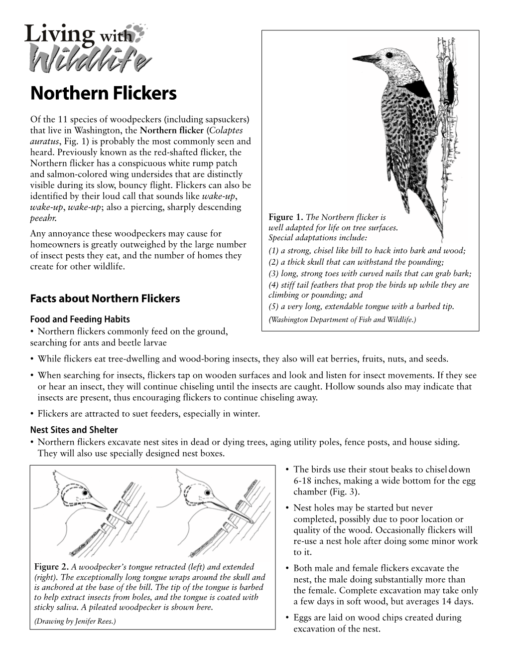 Northern Flickers