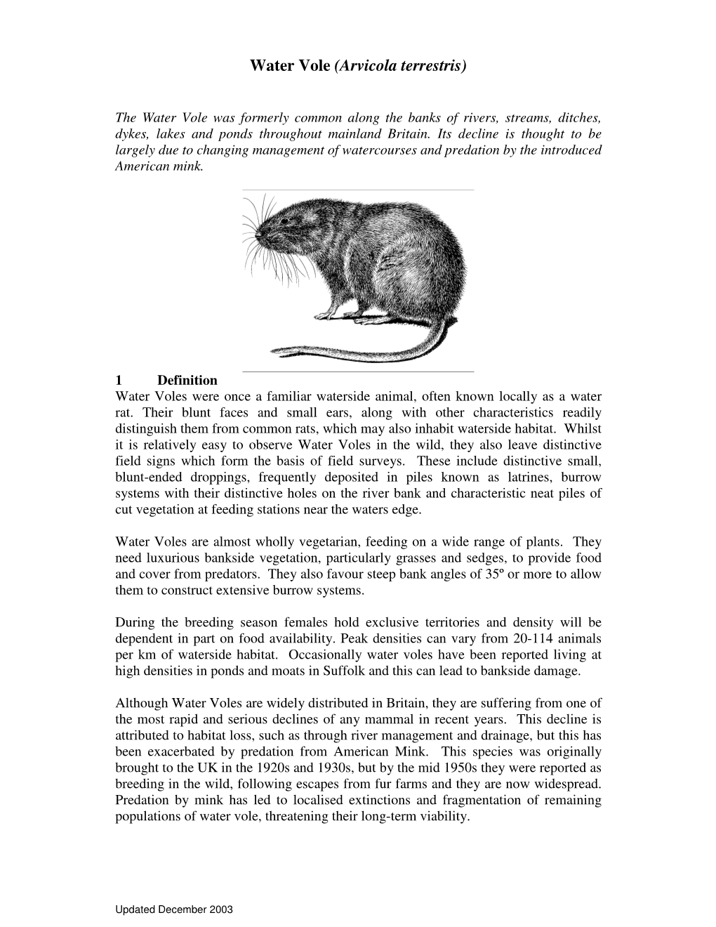 Water Vole (Arvicola Terrestris)