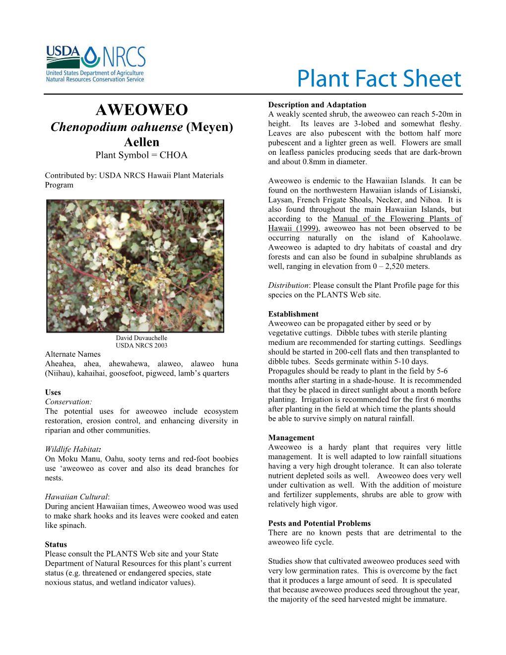 Aweoweo (Chenopodium Oahuense) Plant Fact Sheet