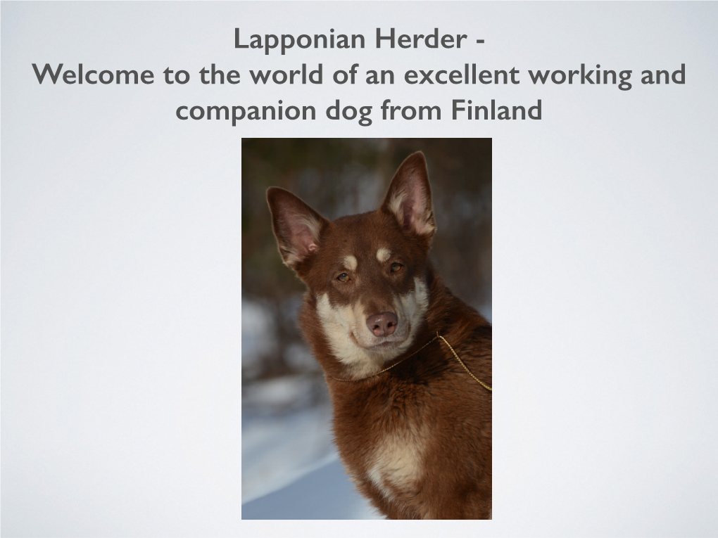 Lapponian Herder - Welcome to the World of an Excellent Working and Companion Dog from Finland the Lapponian Herder Is ﬁrst and Foremost a Working Dog