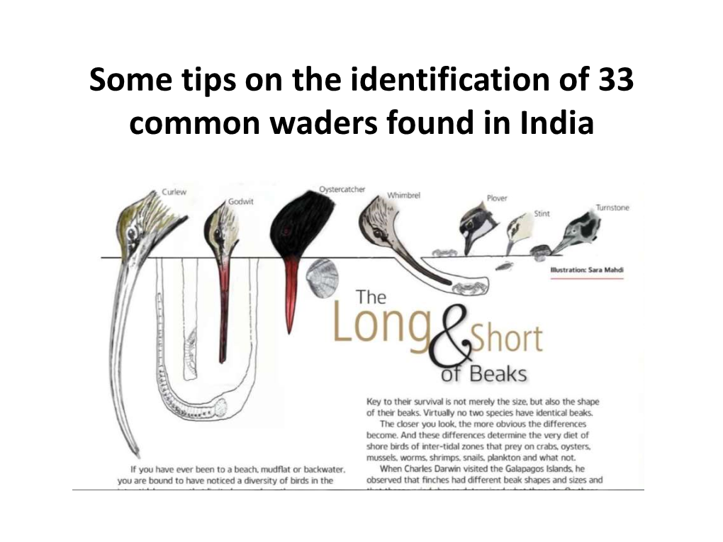 Some Tips on the Identification of 33 Common Waders Found in India