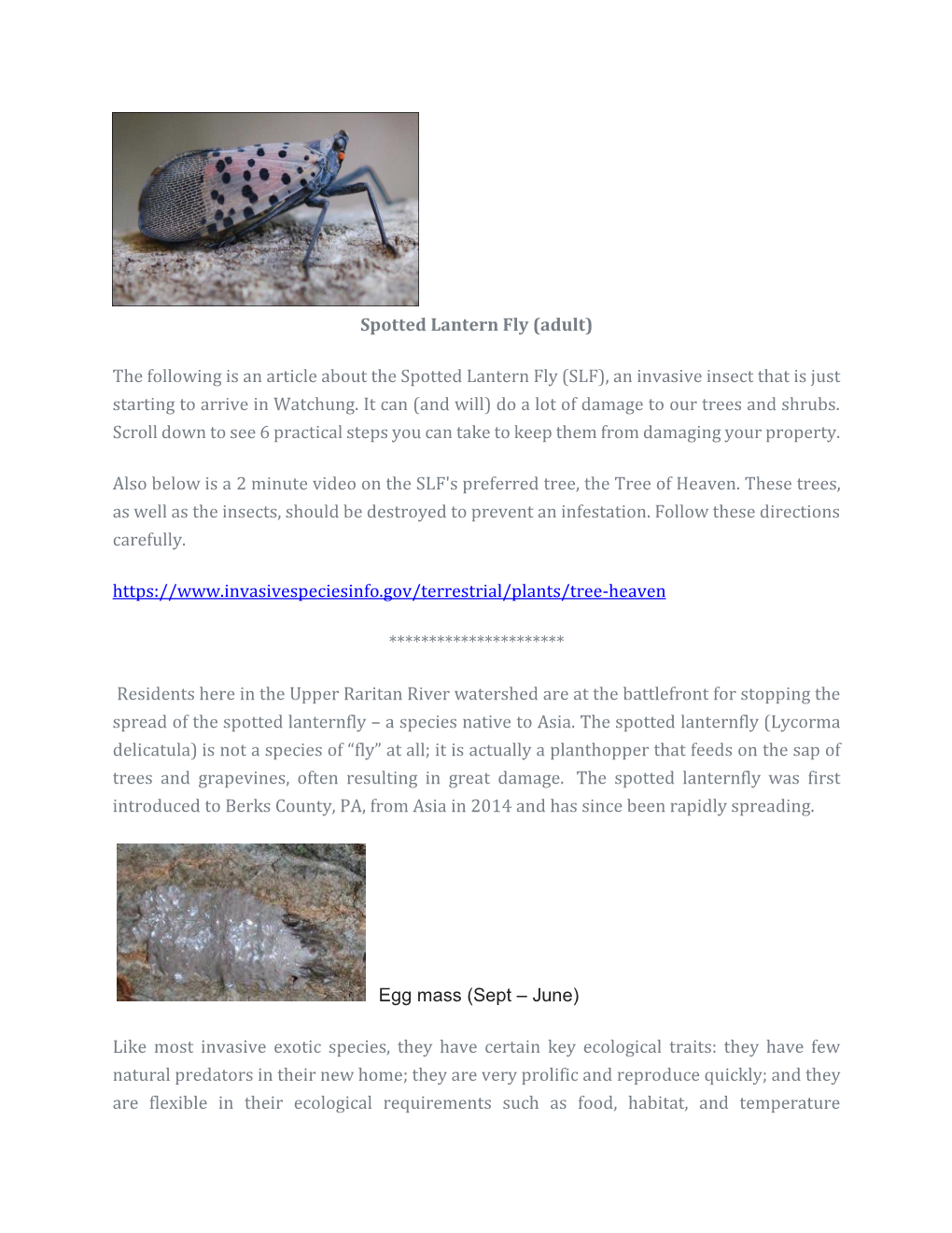 Adult) the Following Is an Article About the Spotted Lantern Fly (SLF
