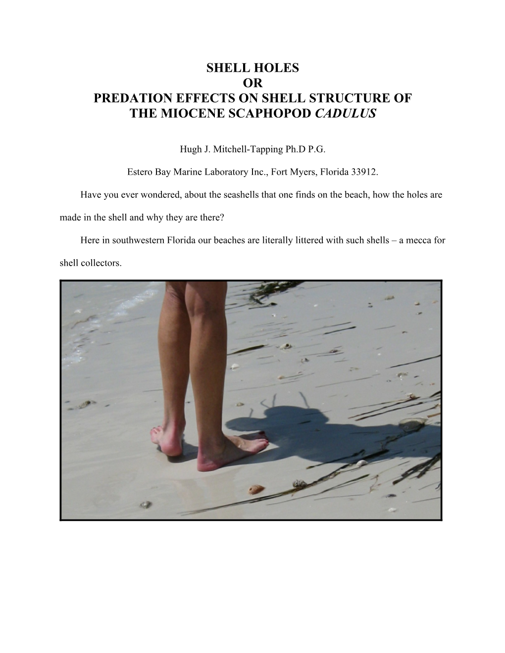 Shell Holes Or Predation Effects on Shell Structure of the Miocene Scaphopod Cadulus