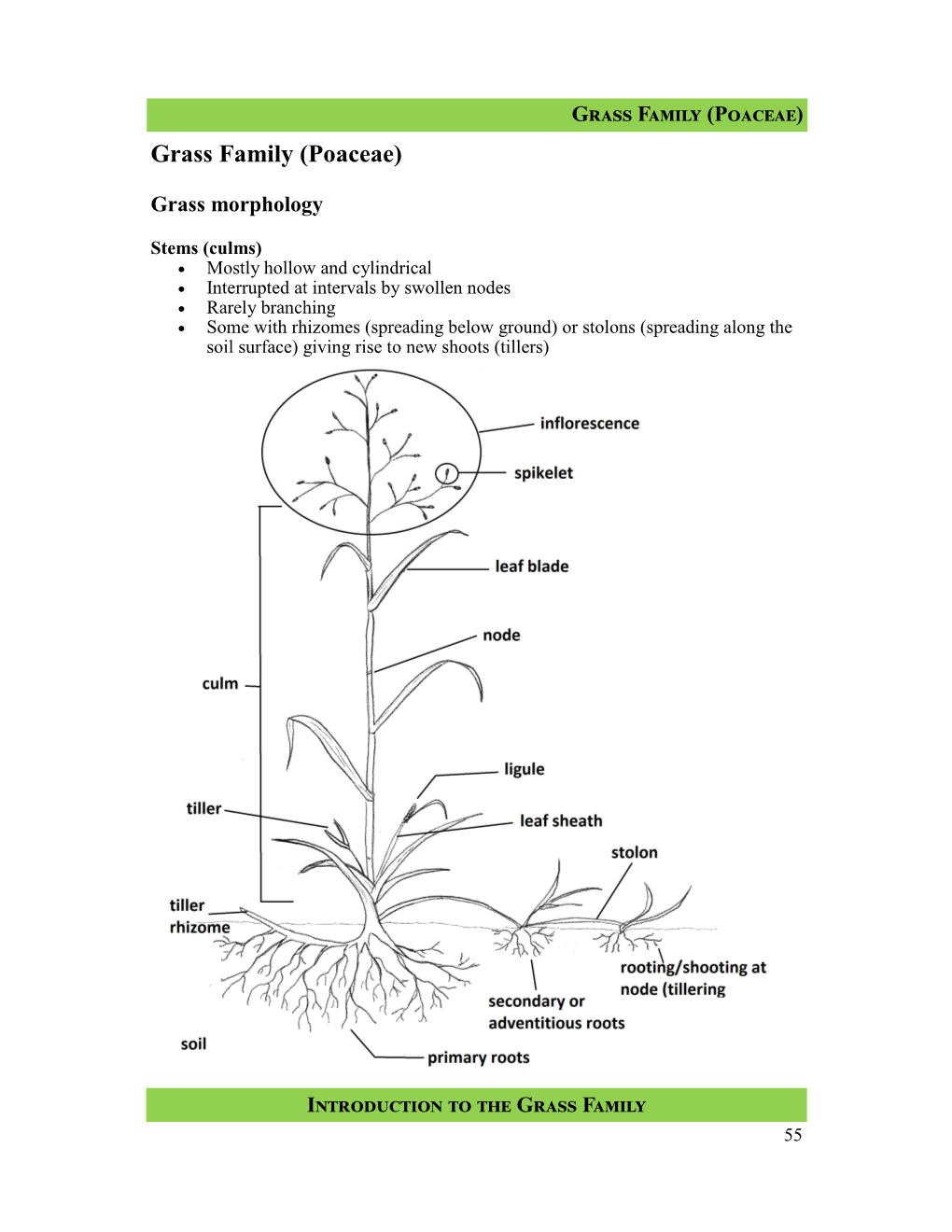 Grass Family (Poaceae) Grass Family (Poaceae)