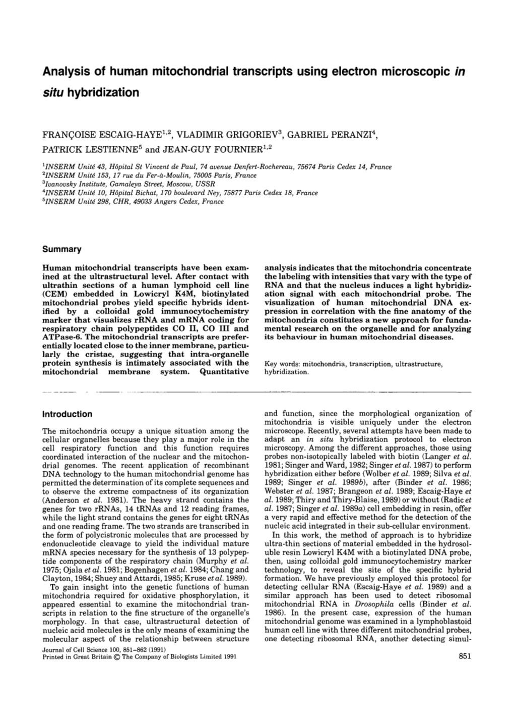 Analysis of Human Mitochondrial Transcripts Using Electron Microscopic in Situ Hybridization