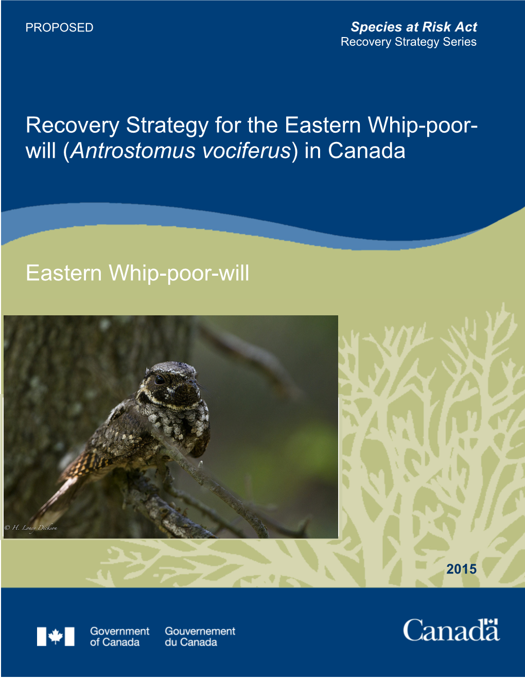 Eastern Whip-Poor-Will (Caprimulgus Vociferus) (Chesser Et Al