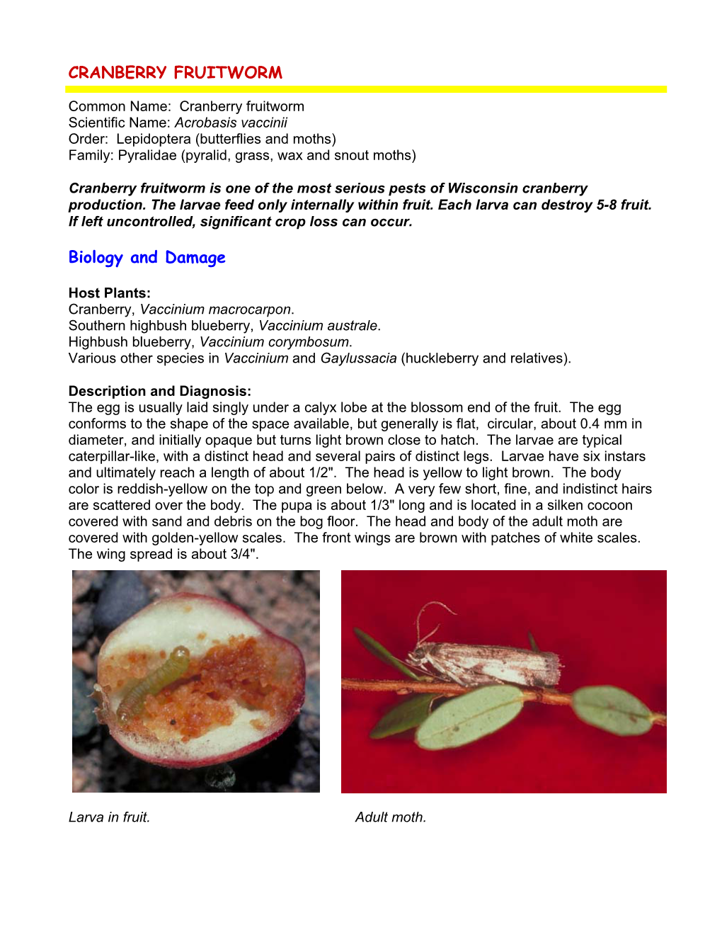 CRANBERRY FRUITWORM Biology and Damage