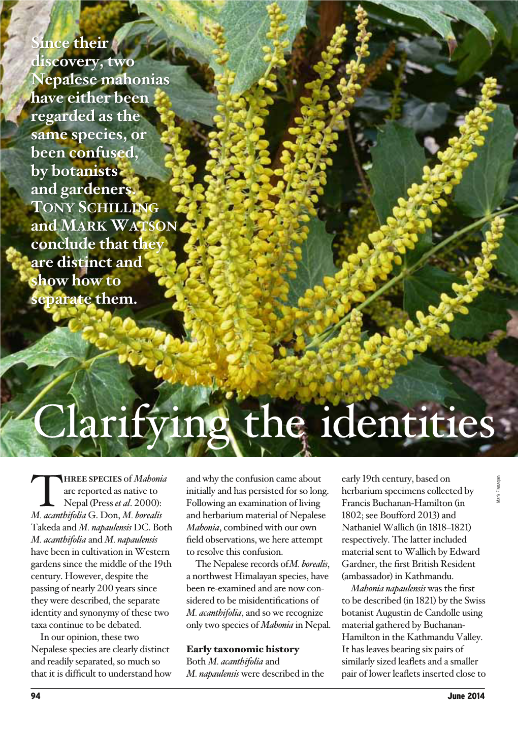 The Plantsman: Clarifying the Identities of Two Nepalese Mahonia