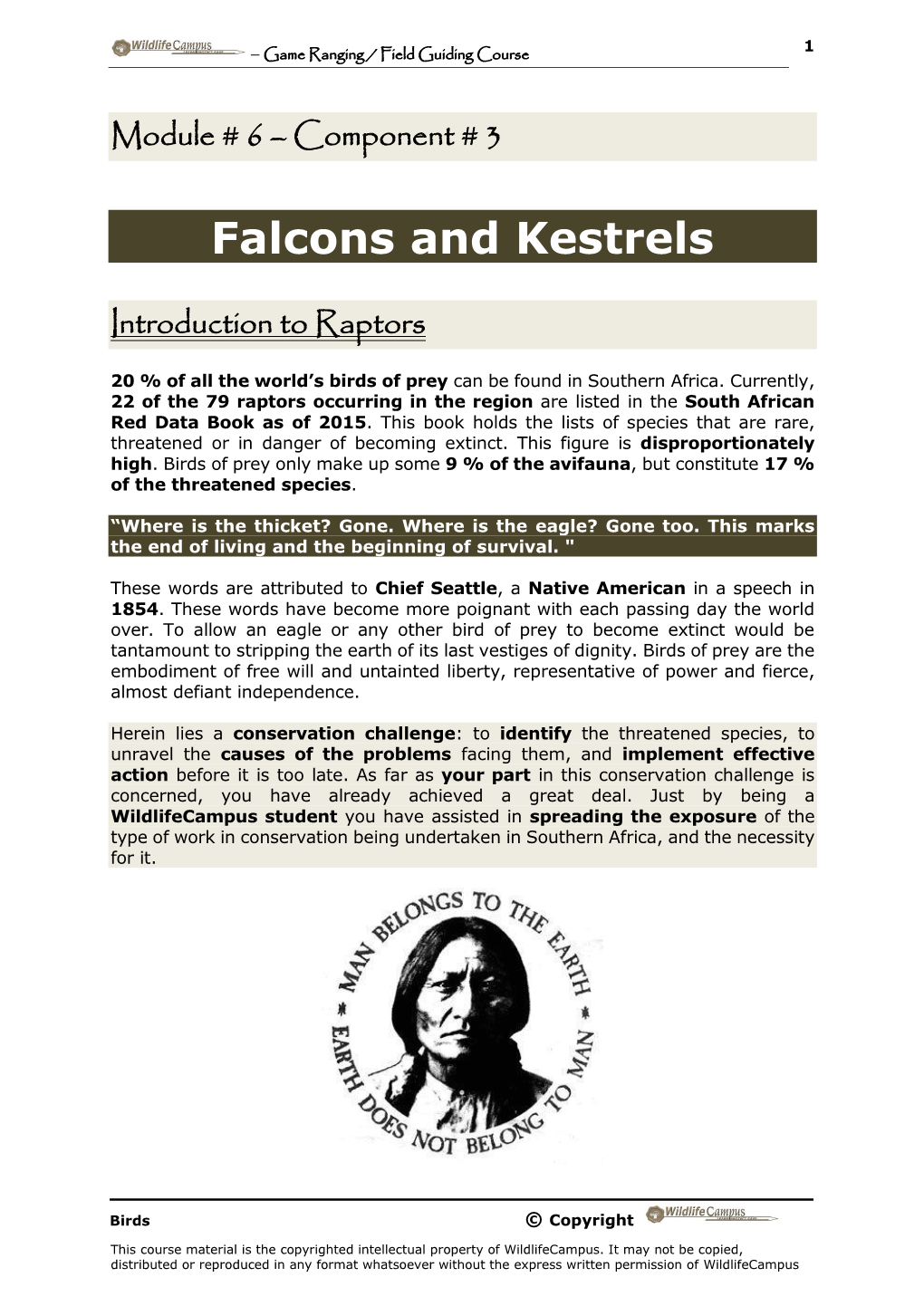 Falcons and Kestrels