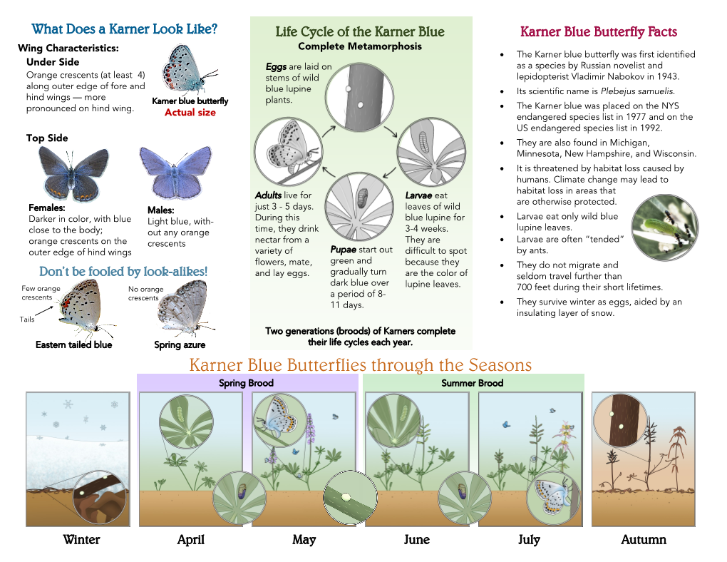 Karner Blue Butterfly Brochure