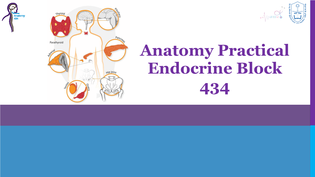 Anatomy Practical Endocrine Block 434 PITUITARY GLAND Located in Middle Cranial Fossa and Protected in Sella Turcica (Hypophyseal Fossa) of Body of Sphenoid