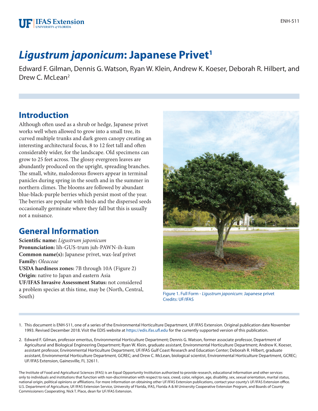 Ligustrum Japonicum: Japanese Privet1 Edward F