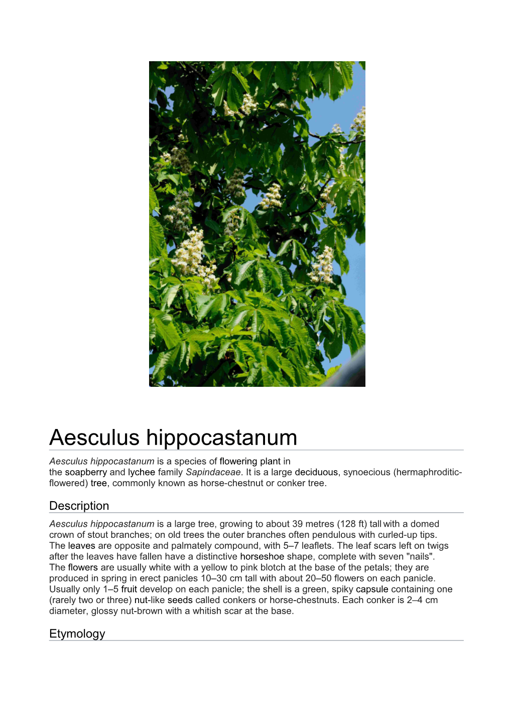 Aesculus Hippocastanum Aesculus Hippocastanum Is a Species of Flowering Plant in the Soapberry and Lychee Family Sapindaceae