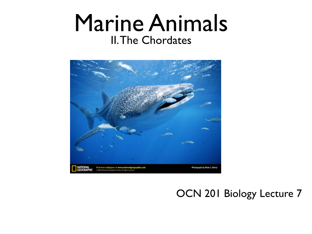 Marine Animals II