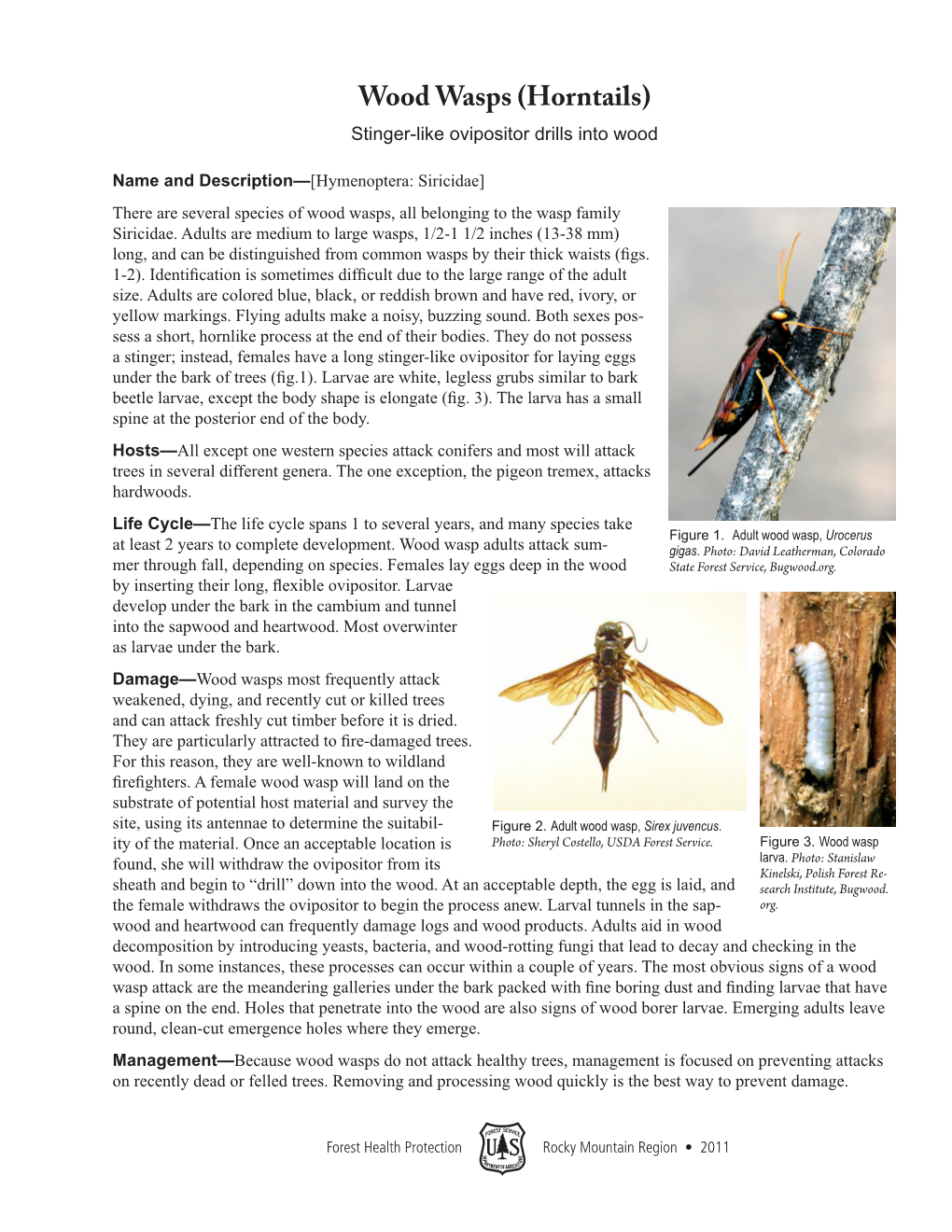 Wood Wasps (Horntails) Stinger-Like Ovipositor Drills Into Wood