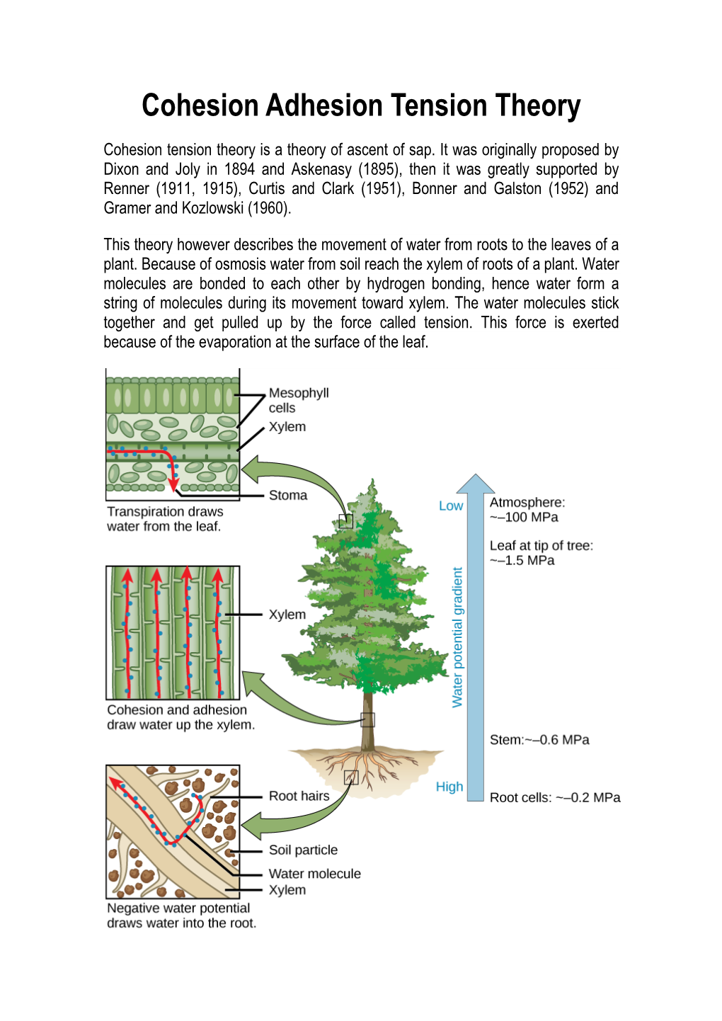 Cohesion Adhesion Tension Theory