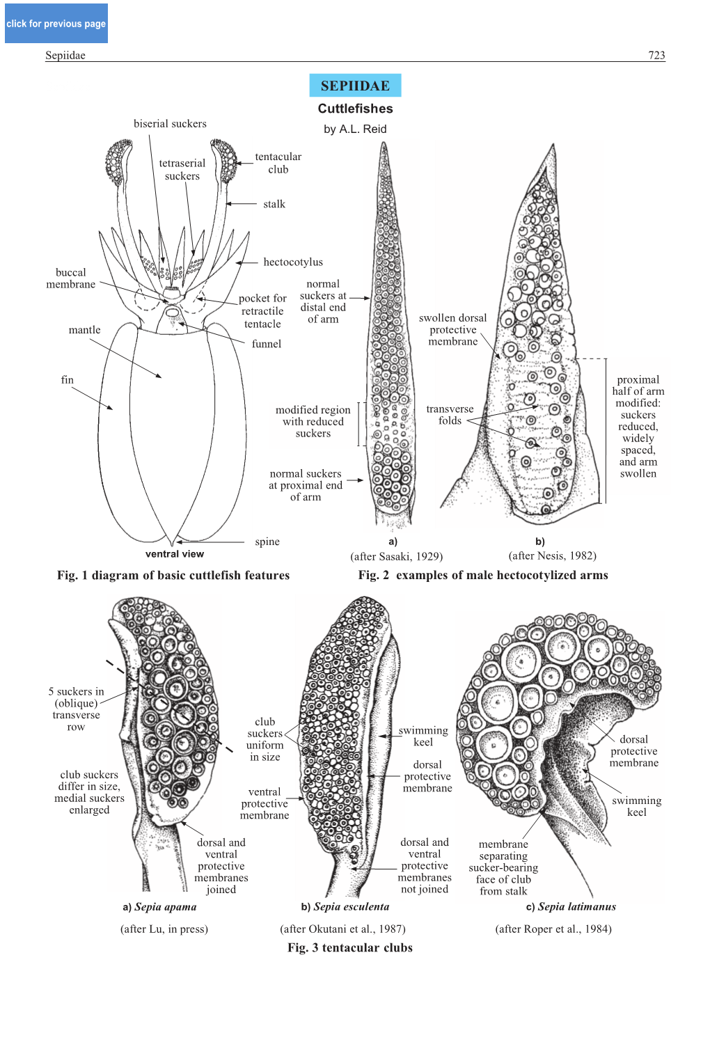 Sepiidae 723