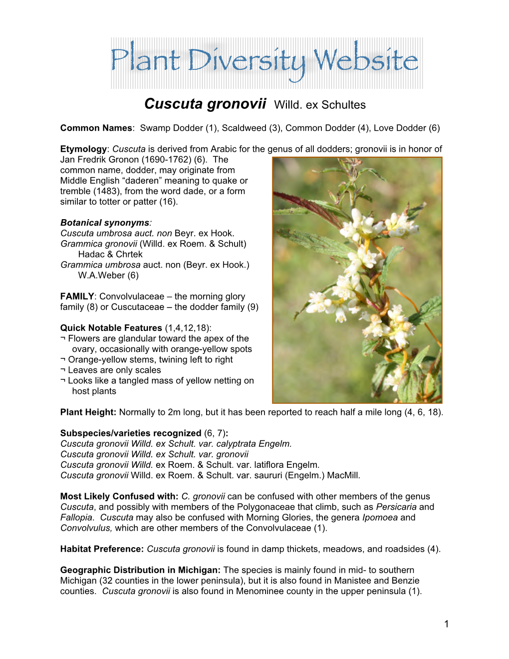 Cuscuta Gronovii Willd