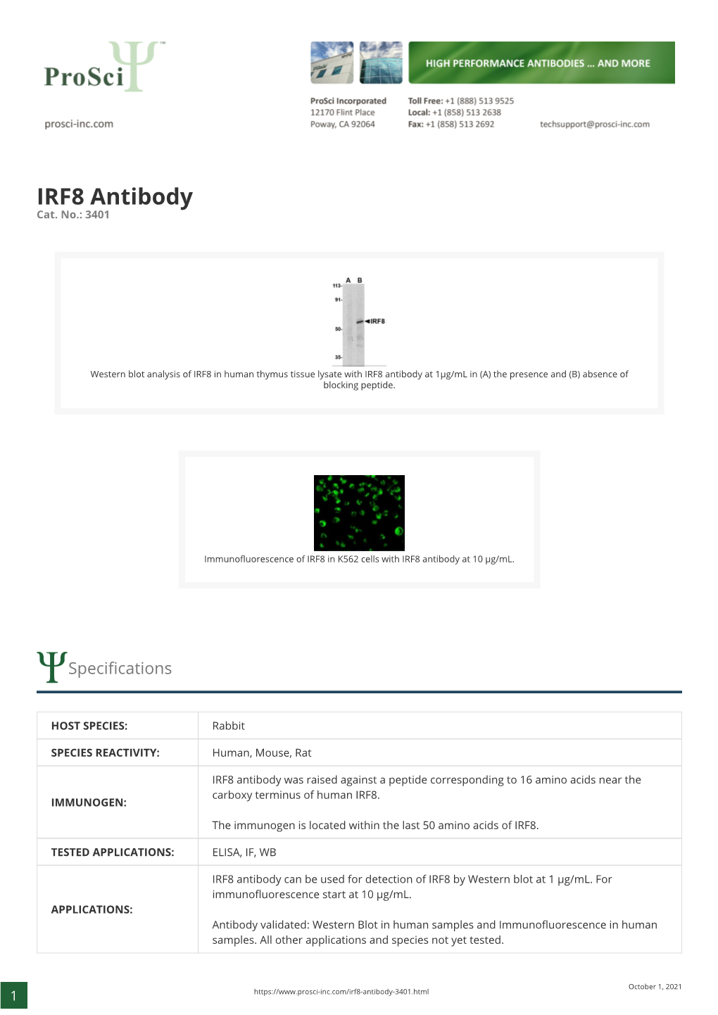 IRF8 Antibody Cat