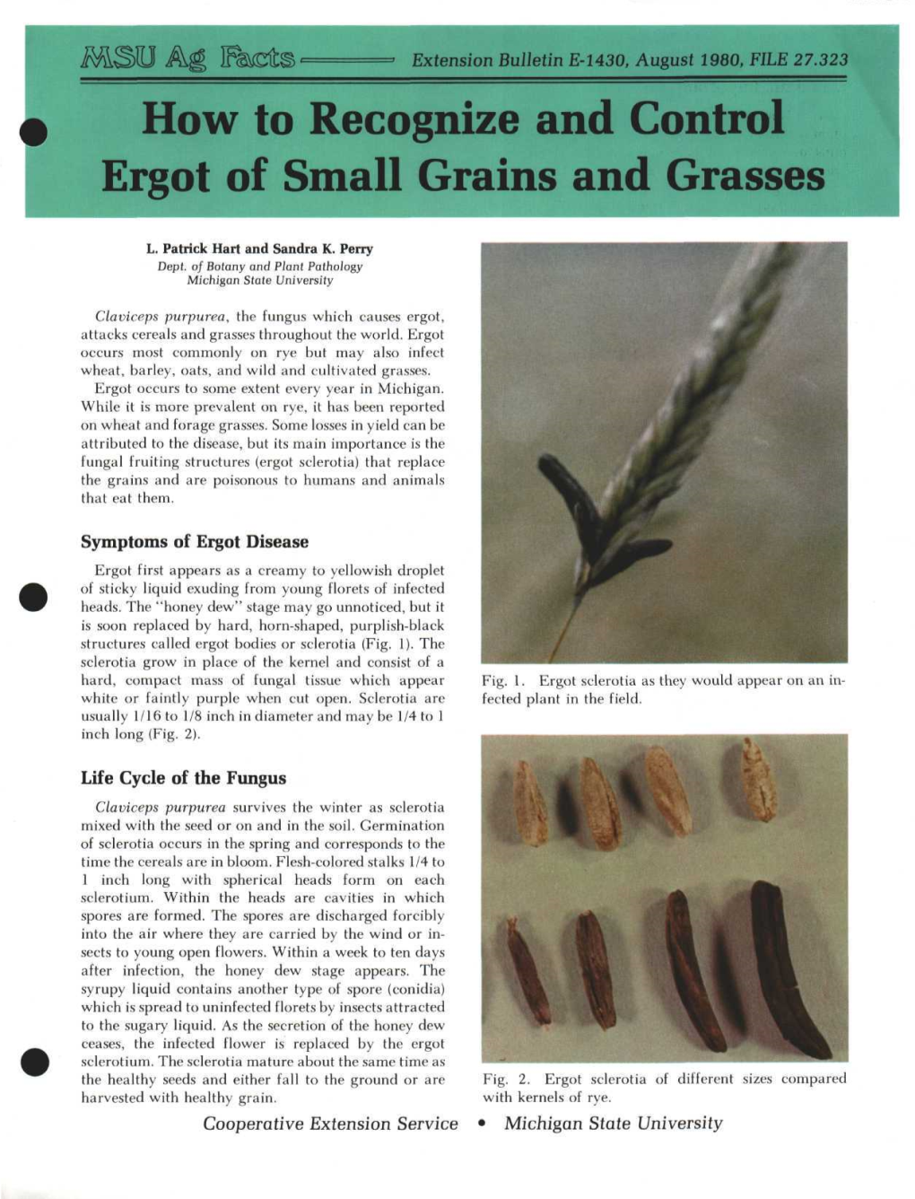 How to Recognize and Control Ergot of Small Grains and Grasses