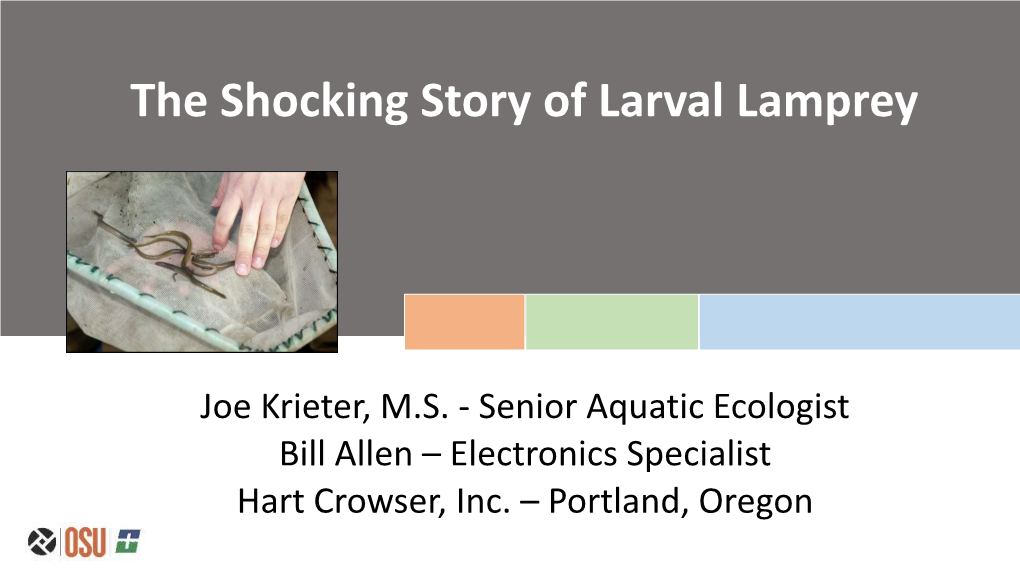 The Shocking Story of Larval Lamprey