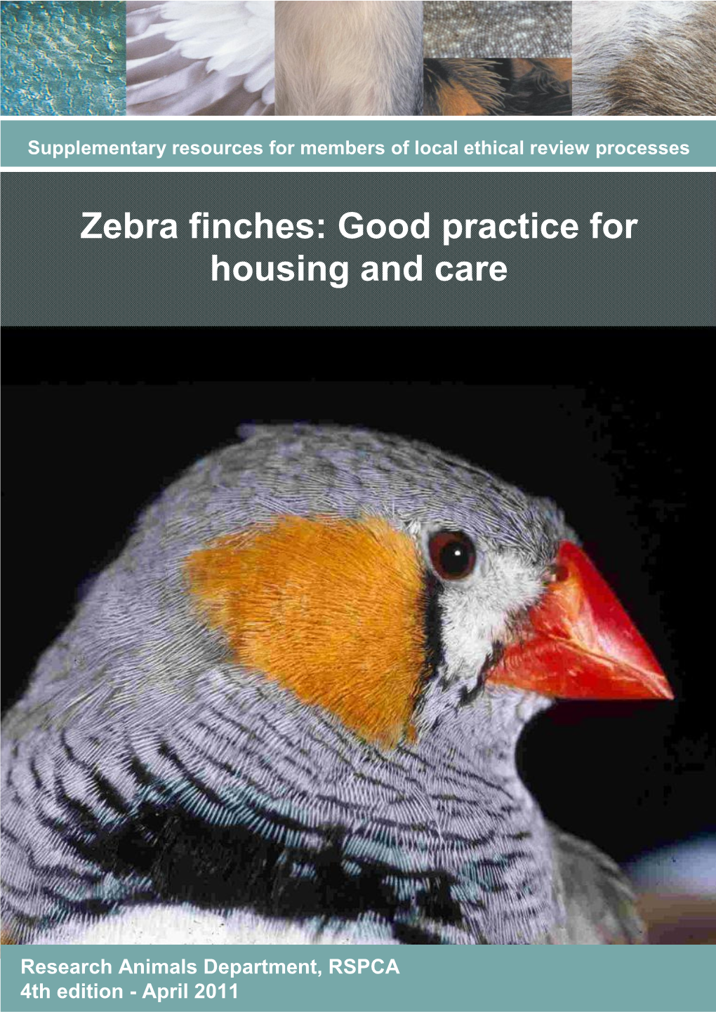 Zebra Finches: Good Practice for Housing and Care