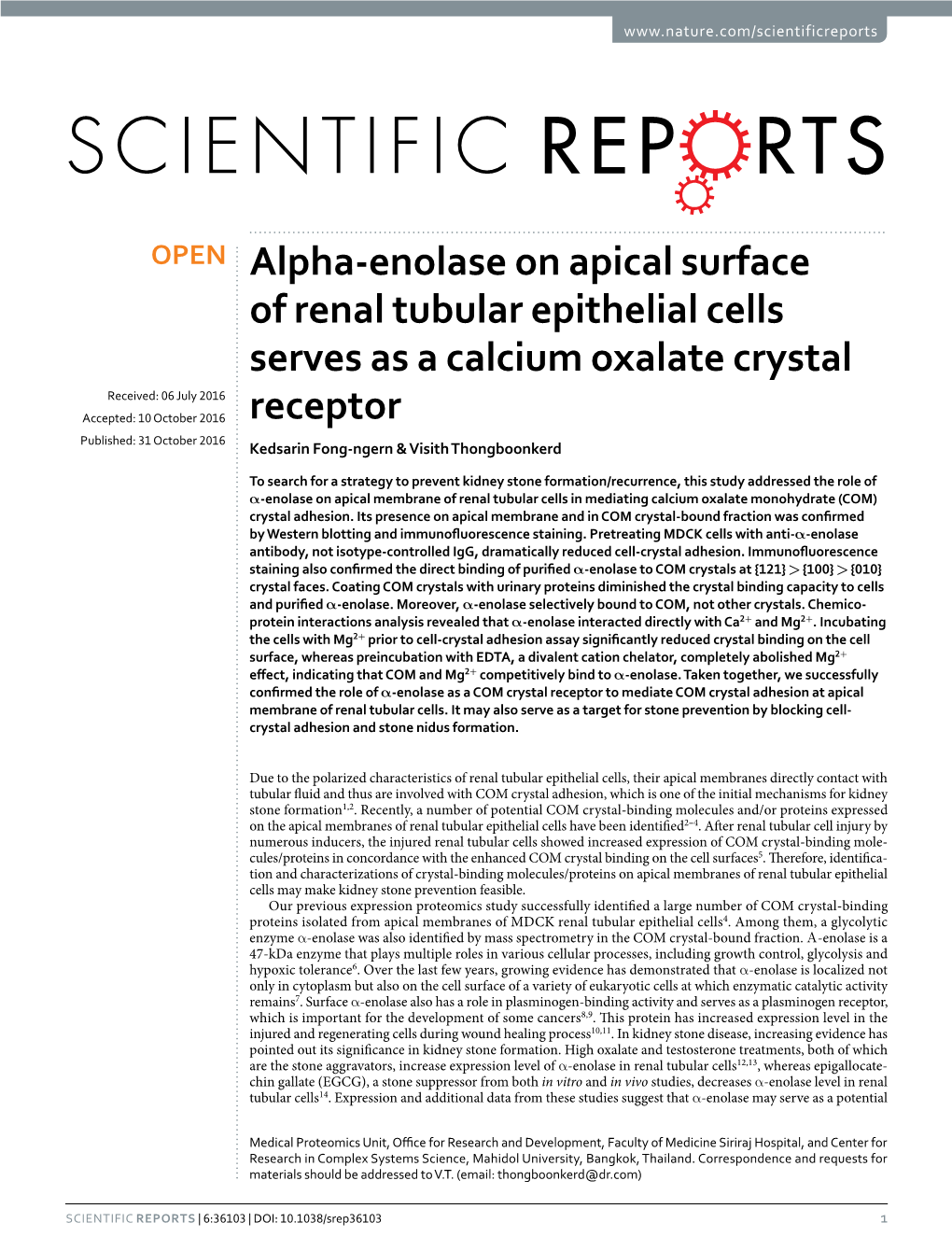 Alpha-Enolase on Apical Surface of Renal Tubular Epithelial Cells Serves As a Calcium Oxalate Crystal Receptor