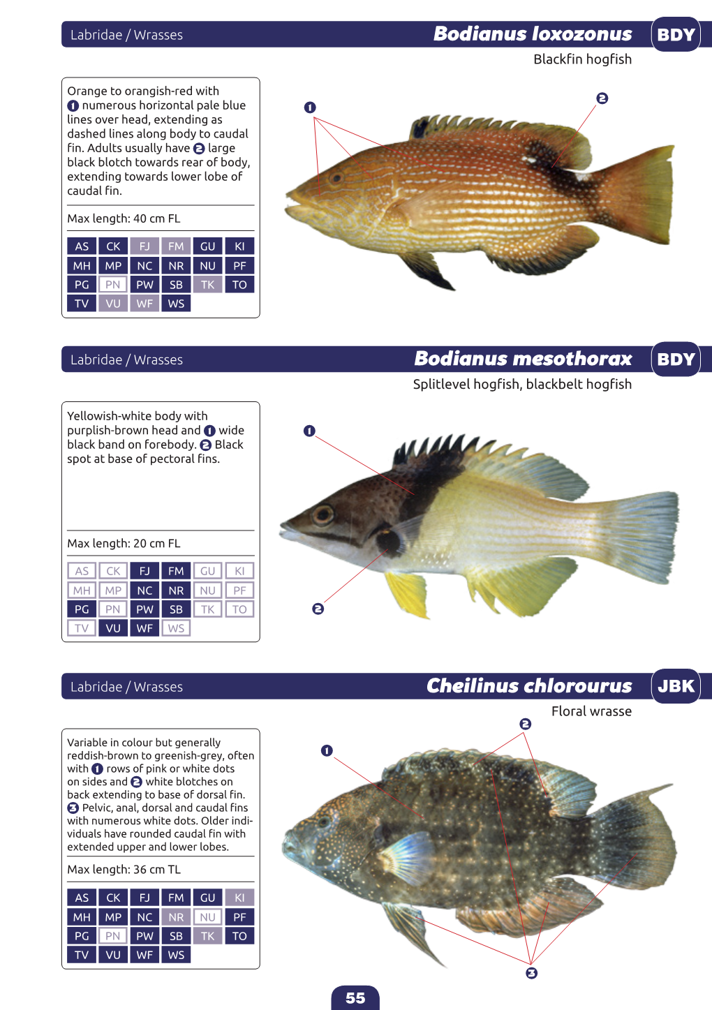 Identification Guide to the Common Coatal Food Fishes of the Pacific Region-55-58