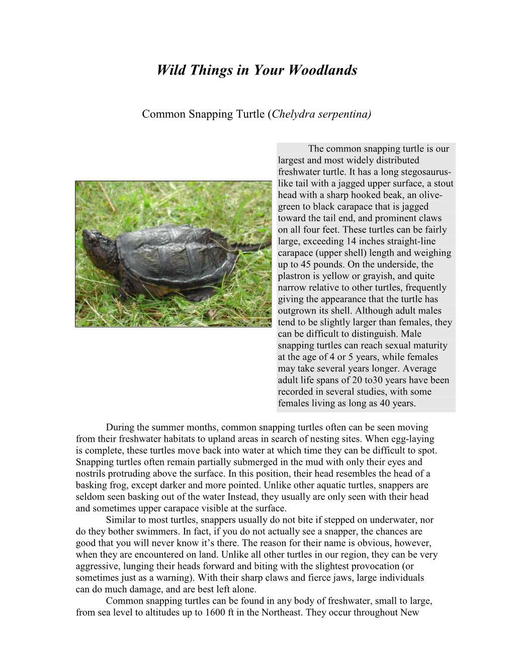 Common Snapping Turtle (Chelydra Serpentina)