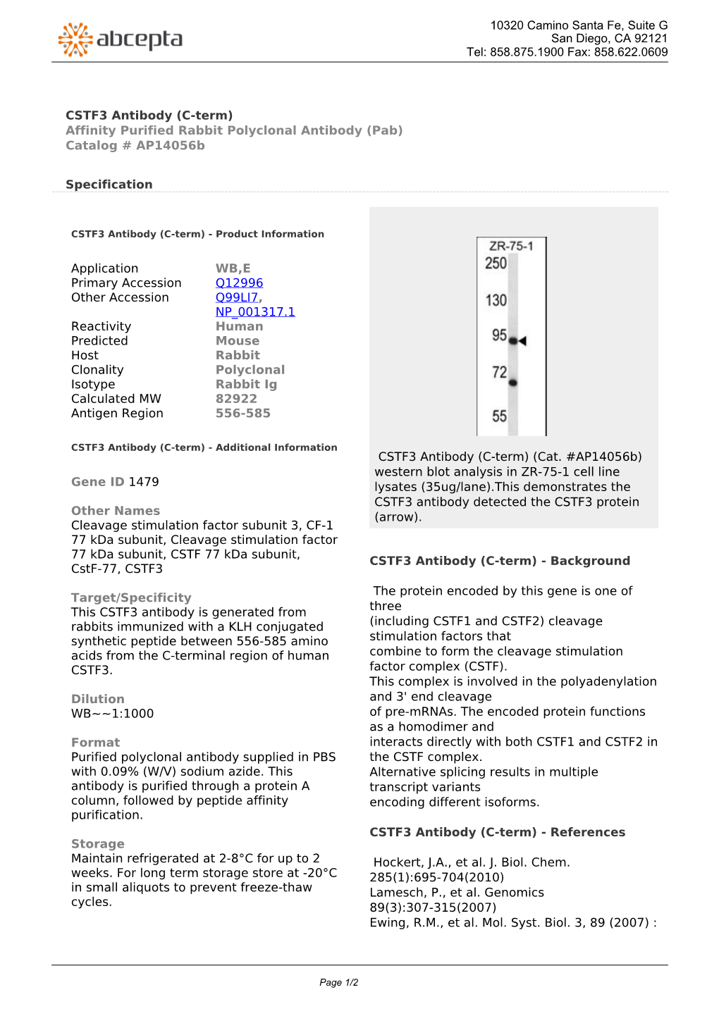 CSTF3 Antibody (C-Term) Affinity Purified Rabbit Polyclonal Antibody (Pab) Catalog # Ap14056b