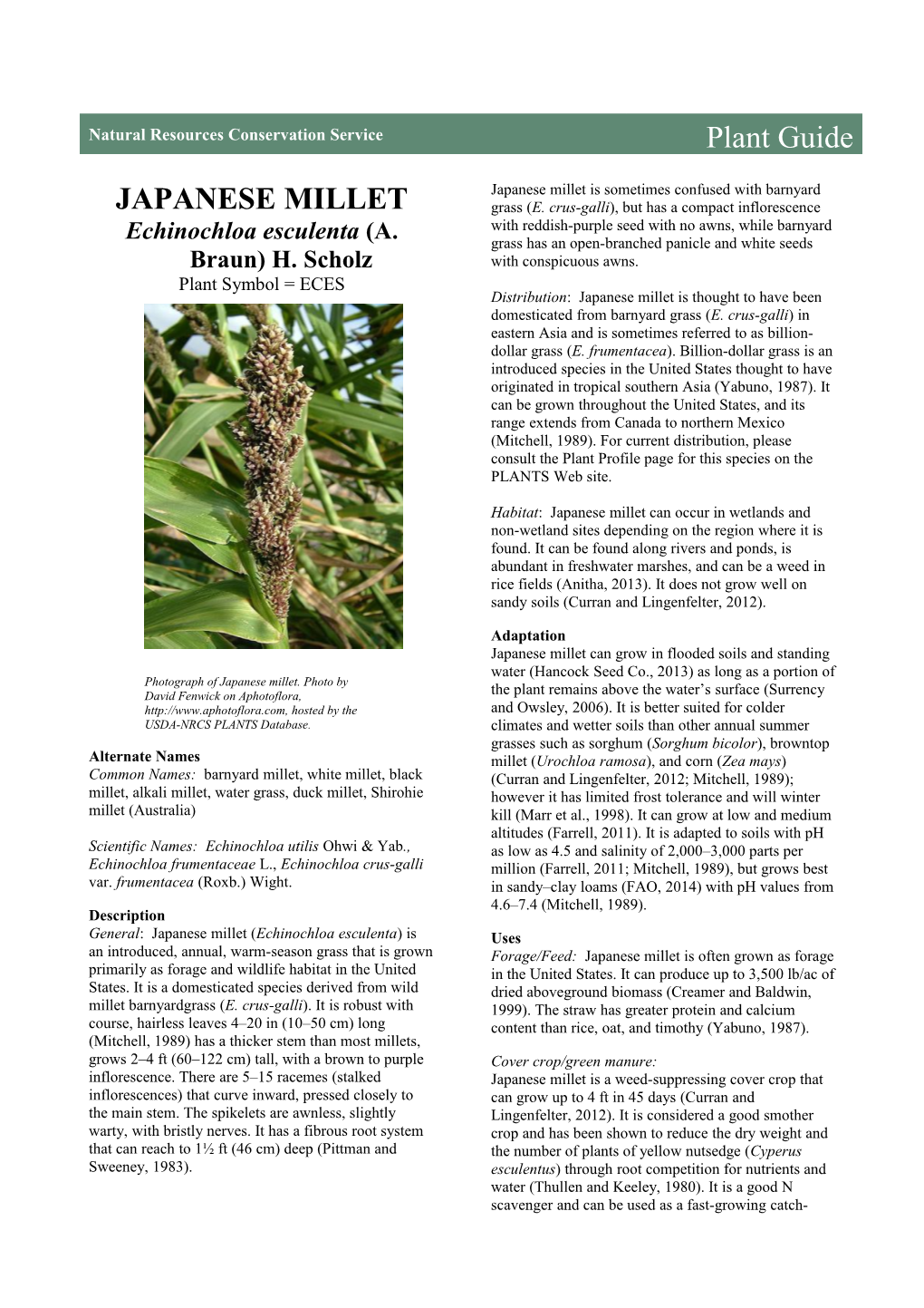 Japanese Millet (Echinochloa Esculenta) Plant Guide