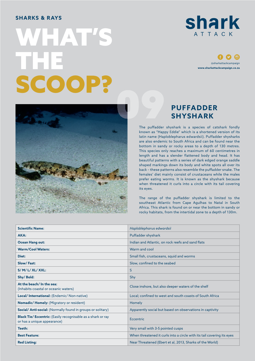 View the Science Scoop on the Puffadder Shyshark Here