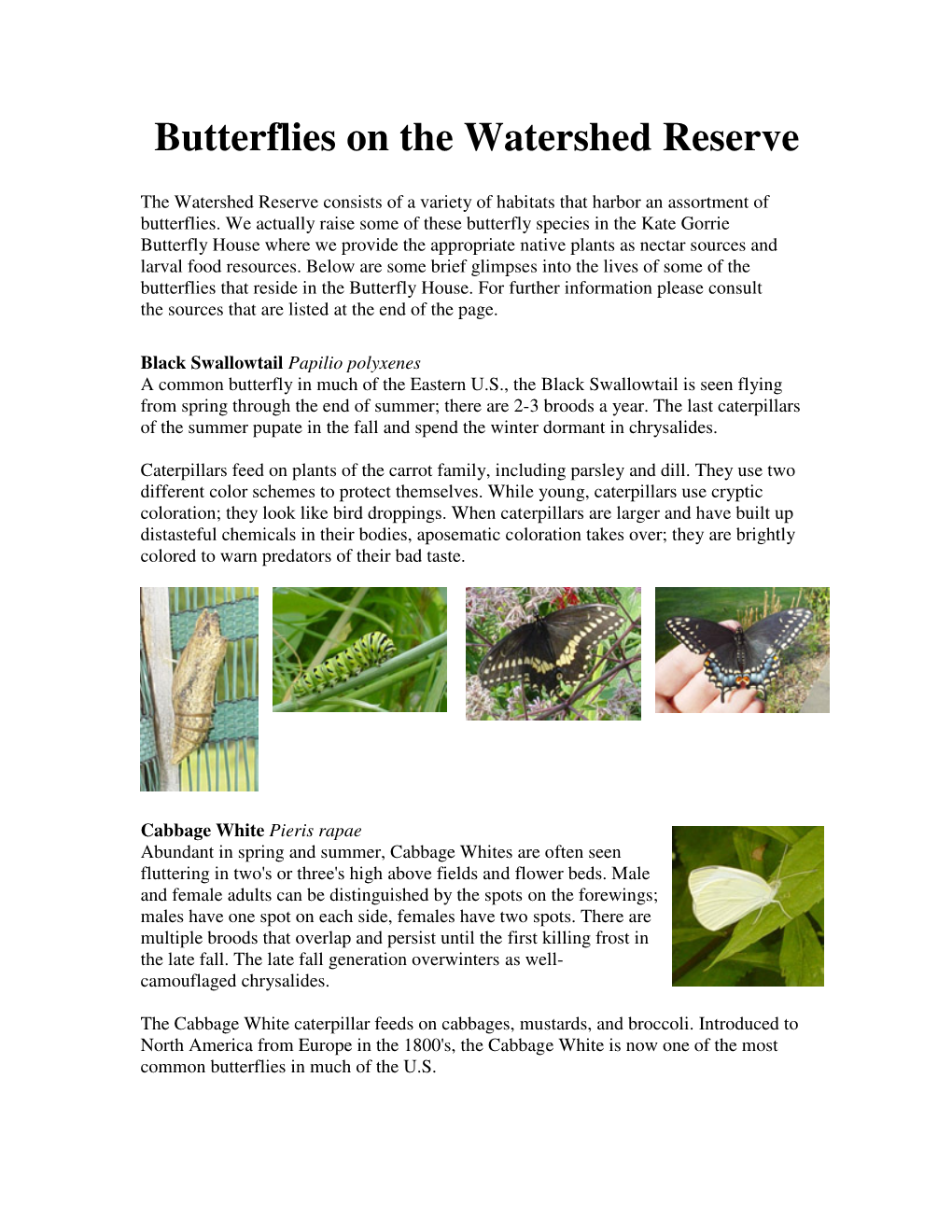 Butterflies on the Watershed Reserve