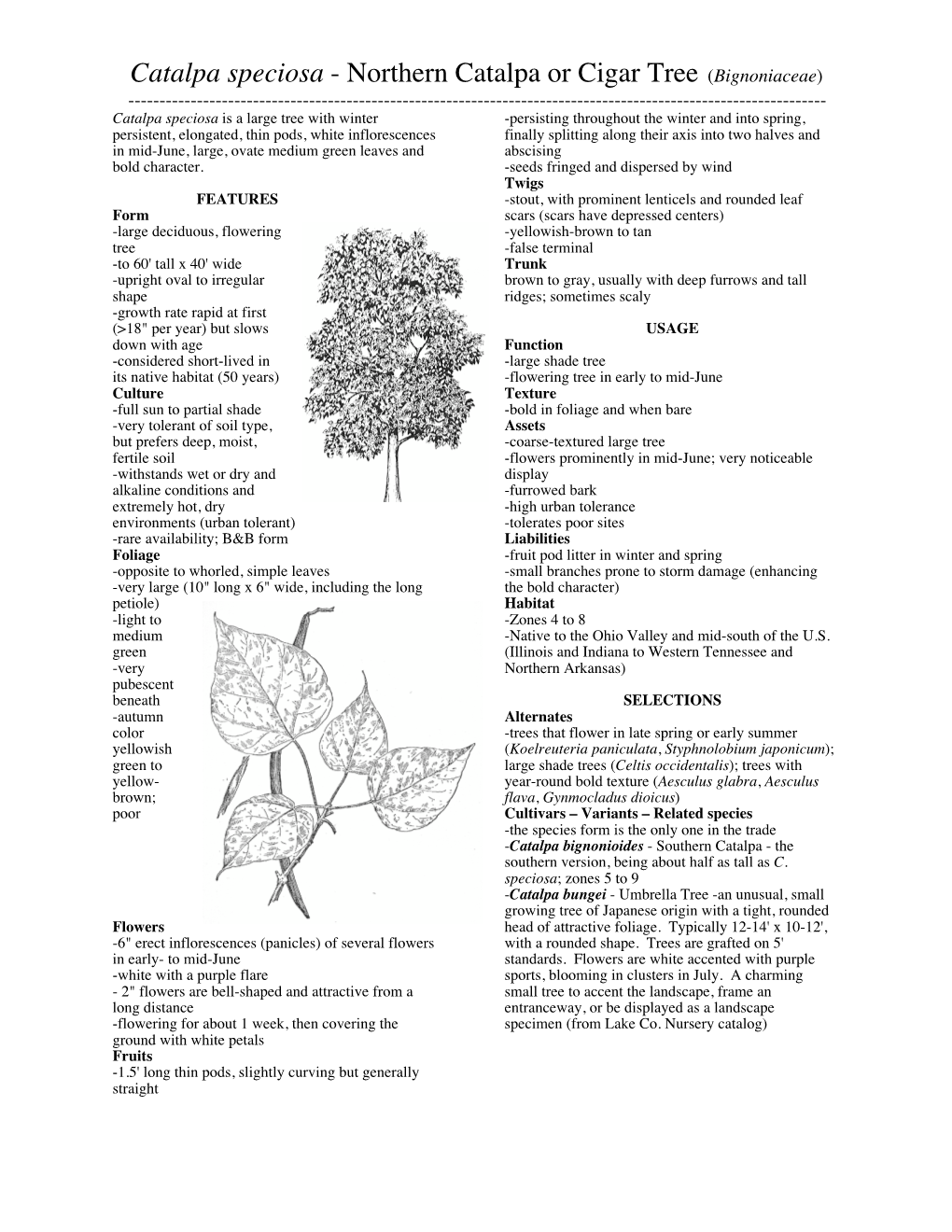 Catalpa Speciosa