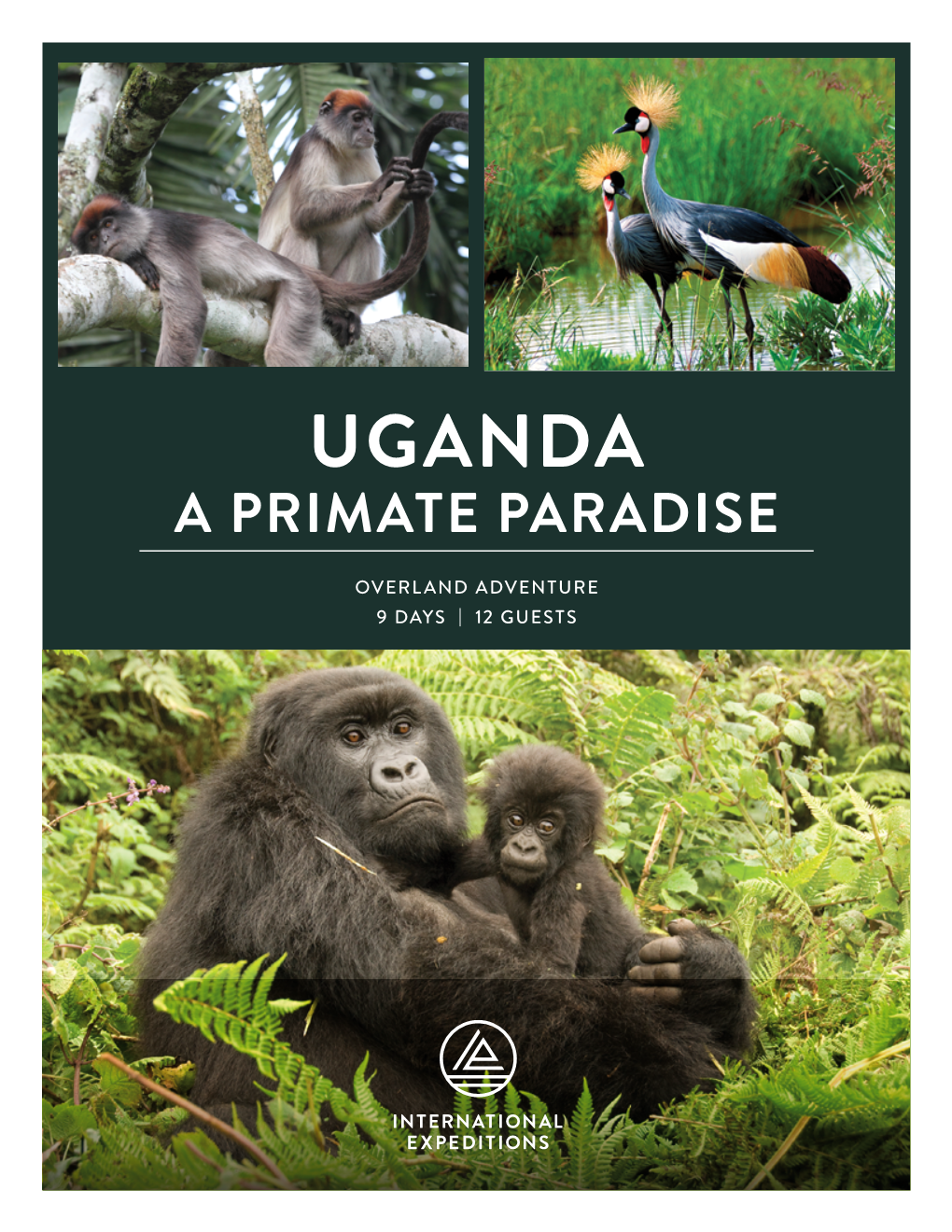 Uganda a Primate Paradise