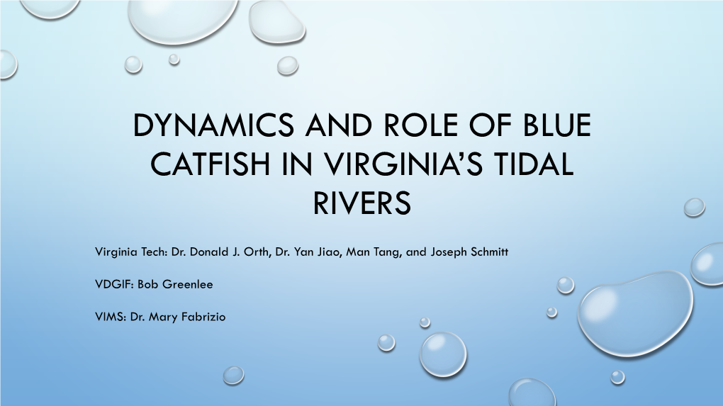 Vt Blue Catfish Study