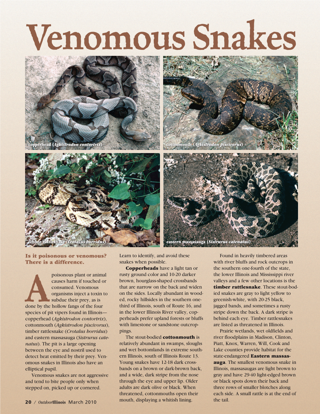 Outdoorillinois March 2010 Venomous Snakes