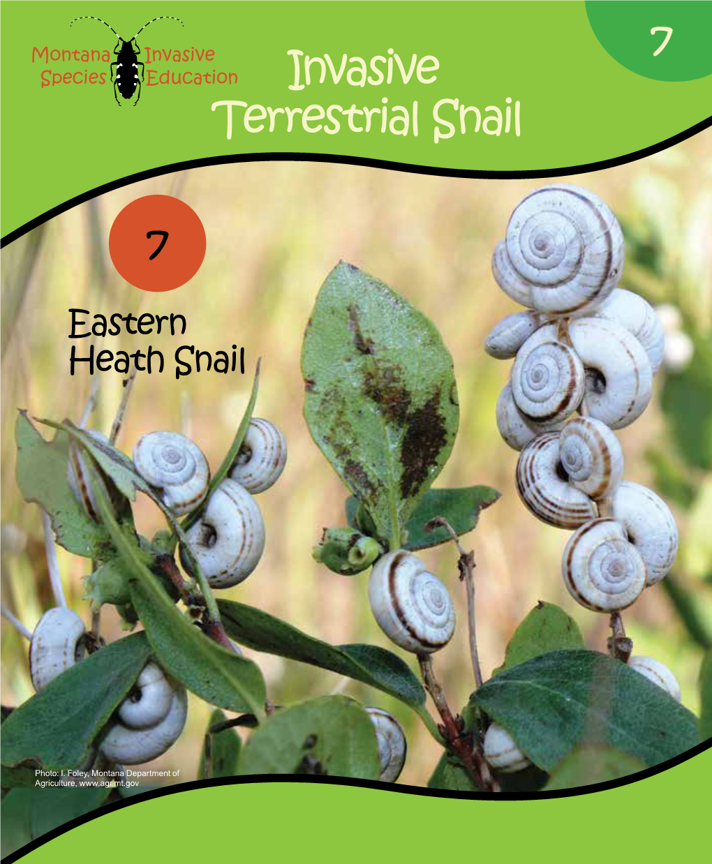 Terrestrial Snail Invasive