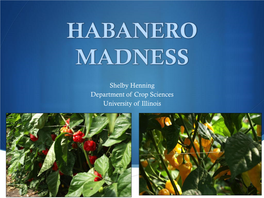 Habanero Madness