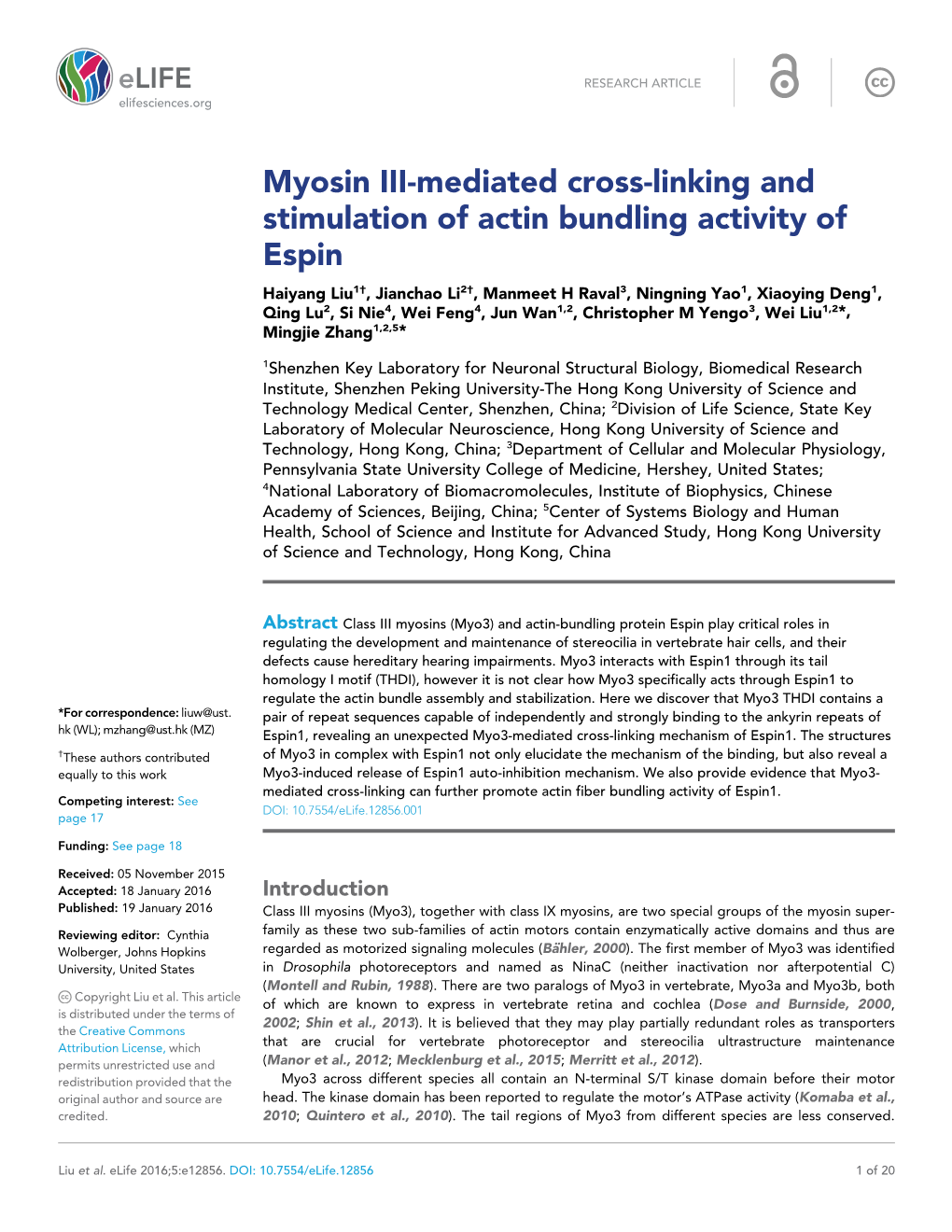 Myosin III-Mediated Cross-Linking and Stimulation of Actin Bundling Activity